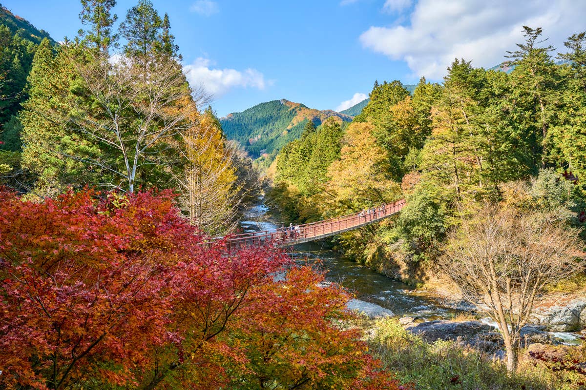 Foliage e gourmet: il duo dinamico che rende Tokyo ovest il nuovo paradiso